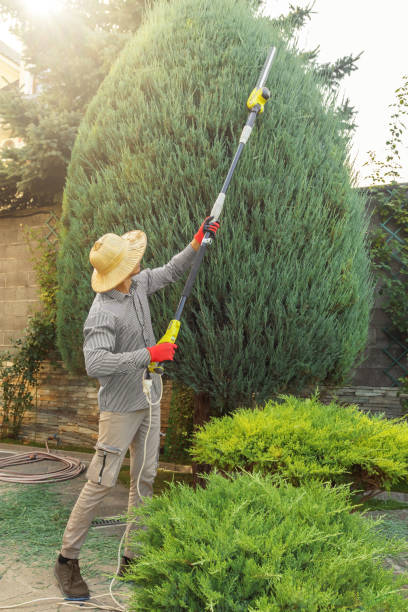 Best Tree Removal Services  in North St Paul, MN